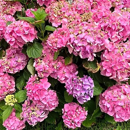 Les Hortensias