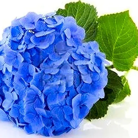 Panzió Les Hortensias