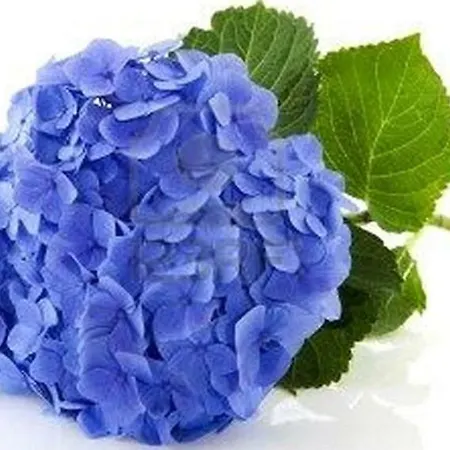 Les Hortensias Bed & Breakfast