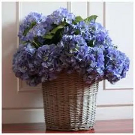 Les Hortensias *