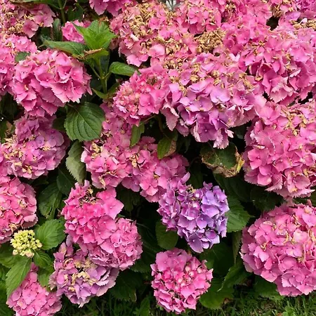 Les Hortensias Panzió Arcangues