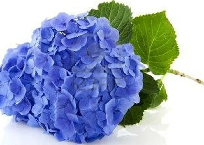 Les Hortensias Bed & Breakfast