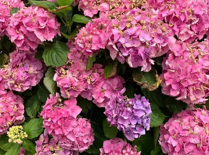 Les Hortensias Bed & Breakfast Arcangues